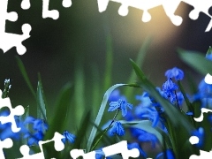 Kwiaty, Cebulicy, Niebieskie