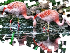 Flamingi, Woda, Piękne