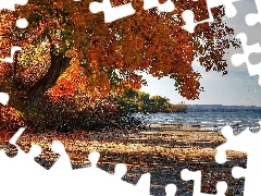 Morze, Jesień, Drzewo