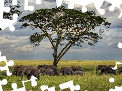 Niebo, Zachmurzone, Słonie, Drzewo