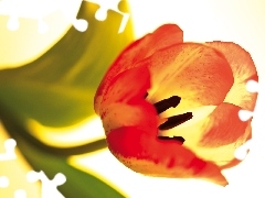 Płatki, Tulipan