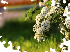 Kwiaty, Wiosna, Białe