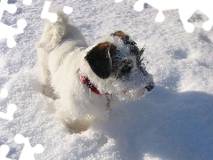 obroża, czerwona, Sealyham Terrier, śnieg
