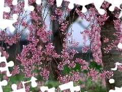 Drzewo, Wiosna, Kwitnące