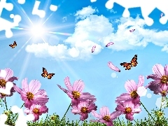 Motyle, Kwiaty, Niebo