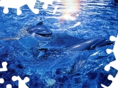 Delfinki, Morze, Dwa