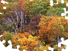 Drzewa, Jesień