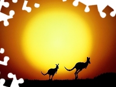 Słońca, Zachód, Dwa, Kangury