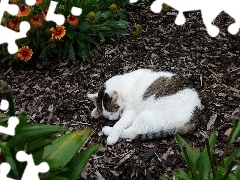 Kotek, Ogród, Śpiący