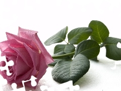 Różowa, Róża, Piękna