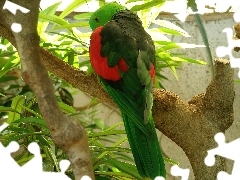Zielona, Papuga, Czerwono