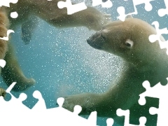 Wodą, Pod, Niedźwiedzie, Polarne
