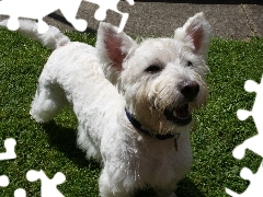 zielona, trawa, West Highland White Terrier