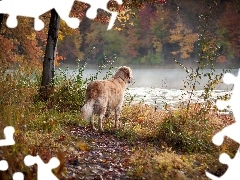 Jesień, Las, Pies, Golden Retriever, Rzeka