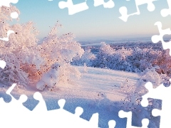 Krzewy, Śnieg, Zima