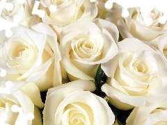 Białe, Róże, Kwiaty