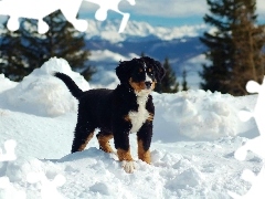 Śnieg, Pies