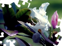 Wiosna, Liście, Biały, Kwiat