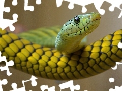 Wąż, Żółty