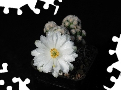 Białe, Kwiaty, Kaktus