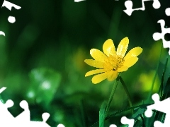 Wiosenny, Kwiat, Żółty