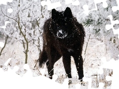 Wilk, śnieg, Czarny