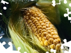 Kukurydzy, Kolba