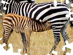Źrebię, Zebra