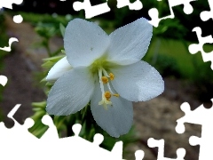 Kwiat, Wielosił, Biały