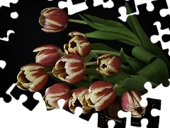 Tulipany, Ceberek