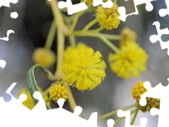 Kwiaty, Mimoza