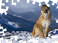 Śnieg, Puma, Zima