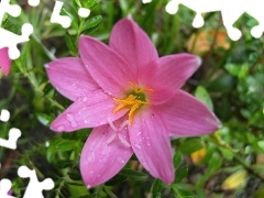 Zefirant, Różowo-liliowy