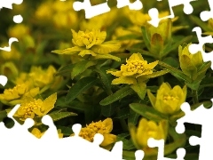 Żółte, Liście, Roślina