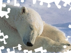 Polarny, Futro, Niedźwiedź