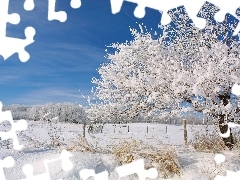 Śniegiem, Pokryte, Drzewa, Krzewy