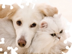 Pies, Kot, Biały