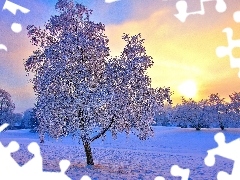 Śnieg, Słońca, Drzewa, Zachód