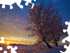 Drzewo, Zachód Słońca, Zima