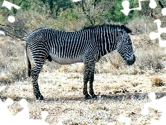 trawa, zarośla, Zebra