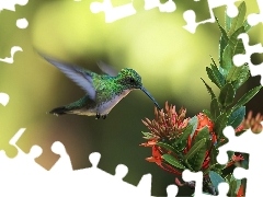 Koliber, Kwiat, Ptak