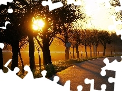 Droga, Promienie, Zachód Słońca, Drzewa