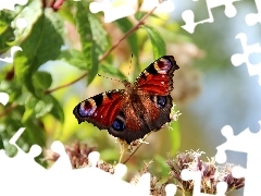 Rusałka Pawik, Kwiaty, Motyl