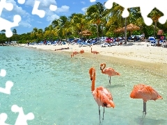 Morze, Palmy, Aruba, Flamingi, Plaża