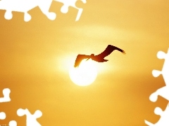 Zachód Słońca, Ptak