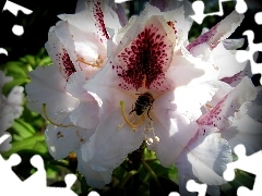 Różanecznik, Pszczoła, Kwiat