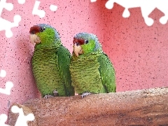 Zielone, Papużki, Dwie