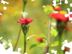 Kwiatuszki, Czerwone