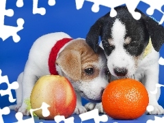 Pomarańcza, Jabłko, Psy, Szczenieta