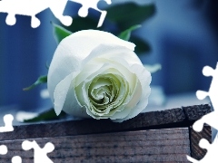 Biała, Róża, Piękna